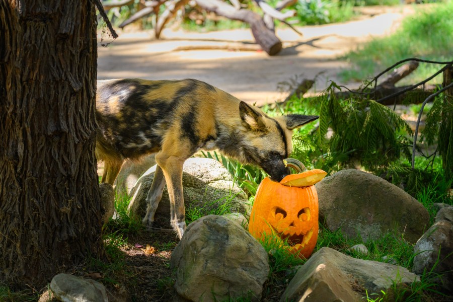 African painted dog with pumpkin enrichment. (Jamie Pham/L.A. Zoo)
