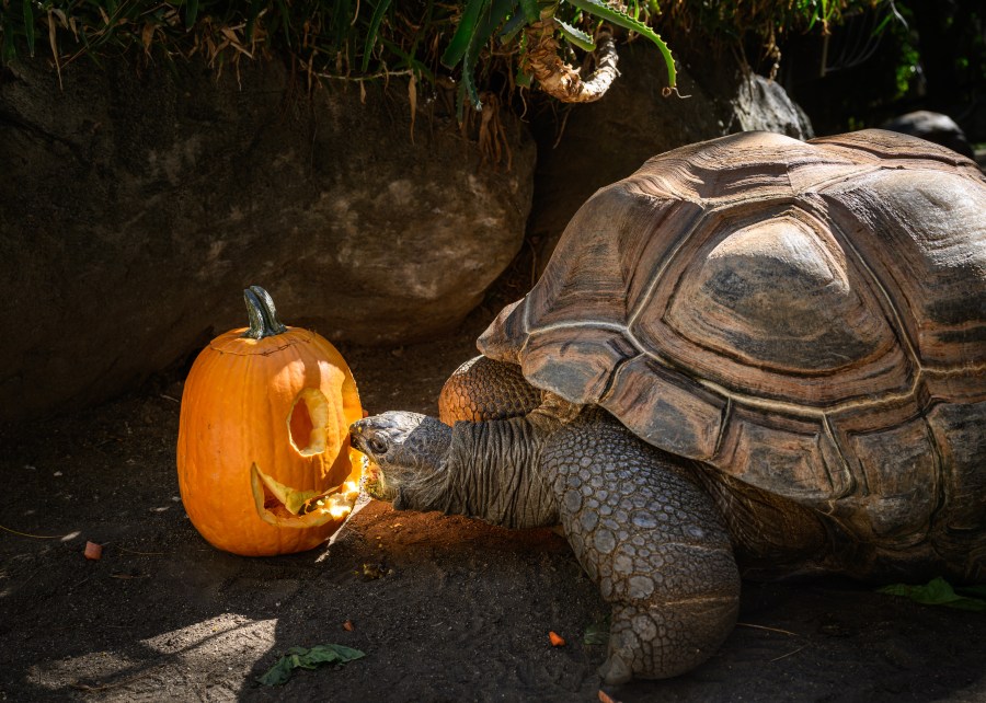 Aldabra tortoise with pumpkin enrichment. (Jamie Pham/L.A. Zoo)