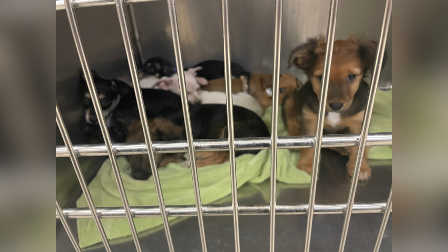 Riverside County rescues 18 dogs from Coachella home