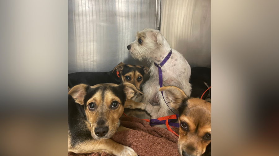 Riverside County rescues 18 dogs from Coachella home