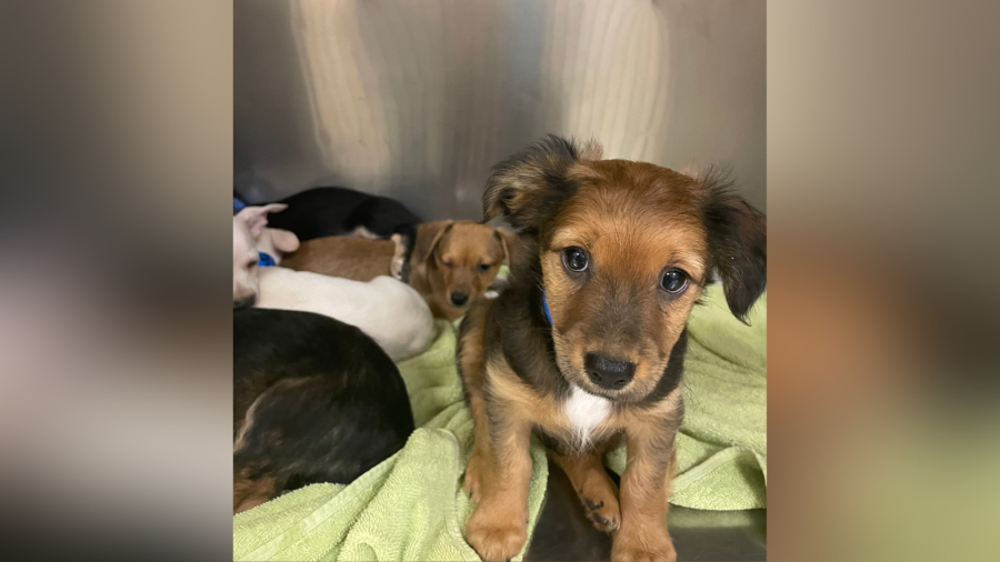 Riverside County rescues 18 dogs from Coachella home