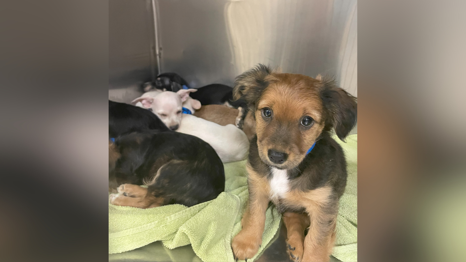 Riverside County rescues 18 dogs from Coachella home