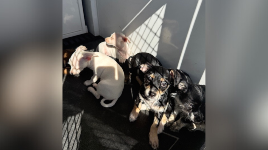 Riverside County rescues 18 dogs from Coachella home