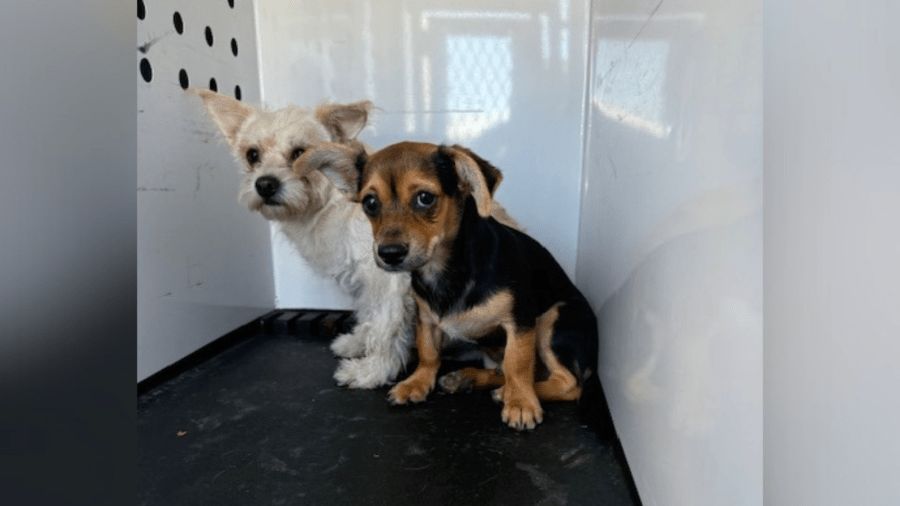Riverside County rescues 18 dogs from Coachella home