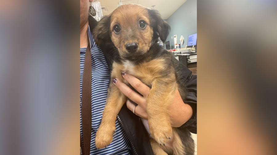 Riverside County rescues 18 dogs from Coachella home