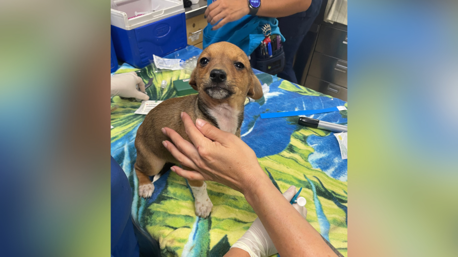 Riverside County rescues 18 dogs from Coachella home