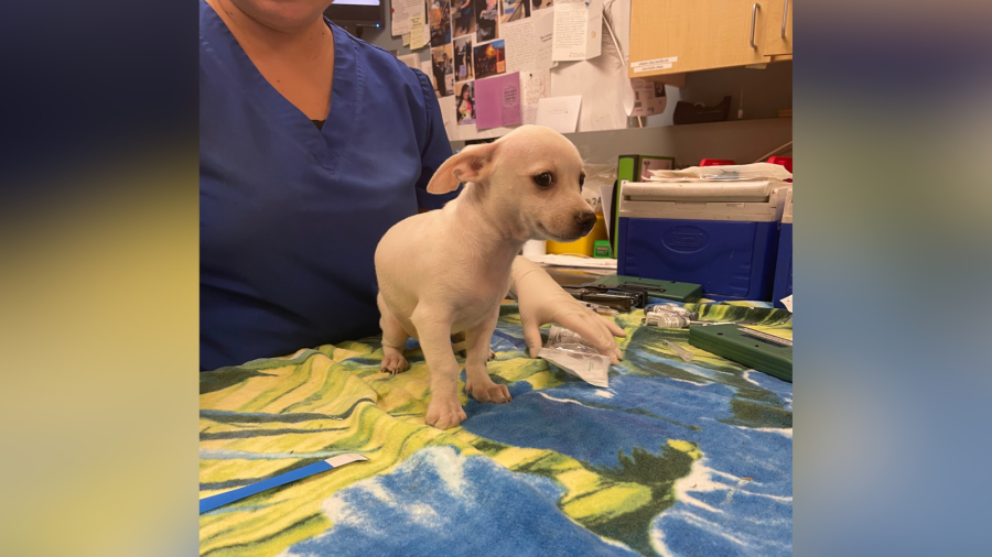 Riverside County rescues 18 dogs from Coachella home
