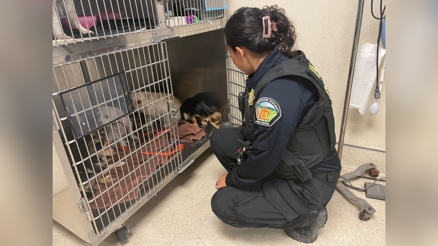 Riverside County rescues 18 dogs from Coachella home