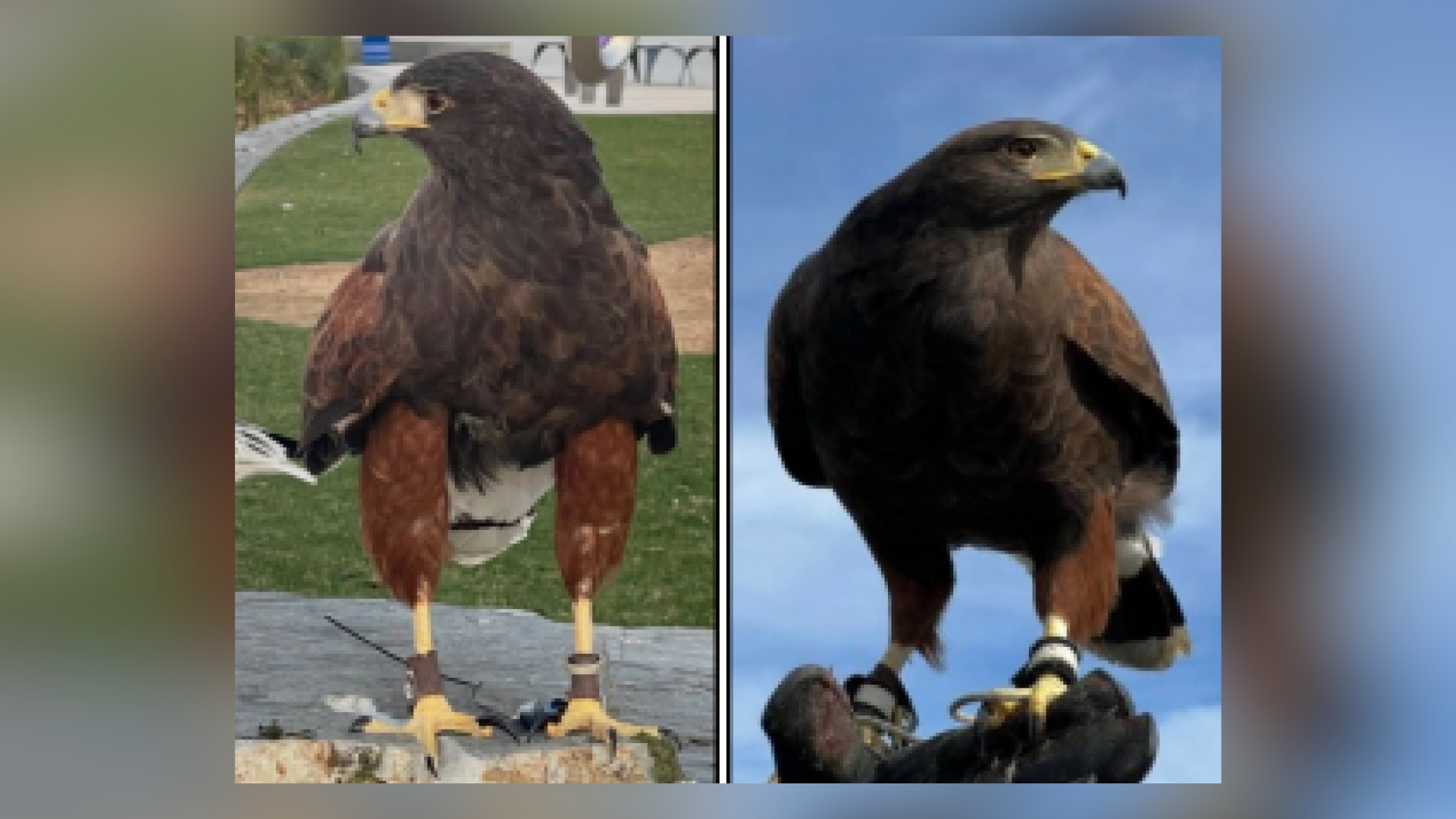 SoFi Stadium hawks stolen