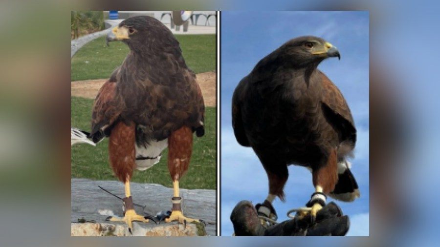 SoFi Stadium hawks stolen