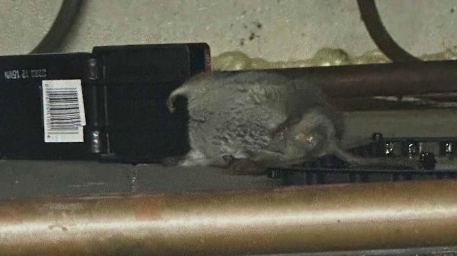 Subway rat infestation