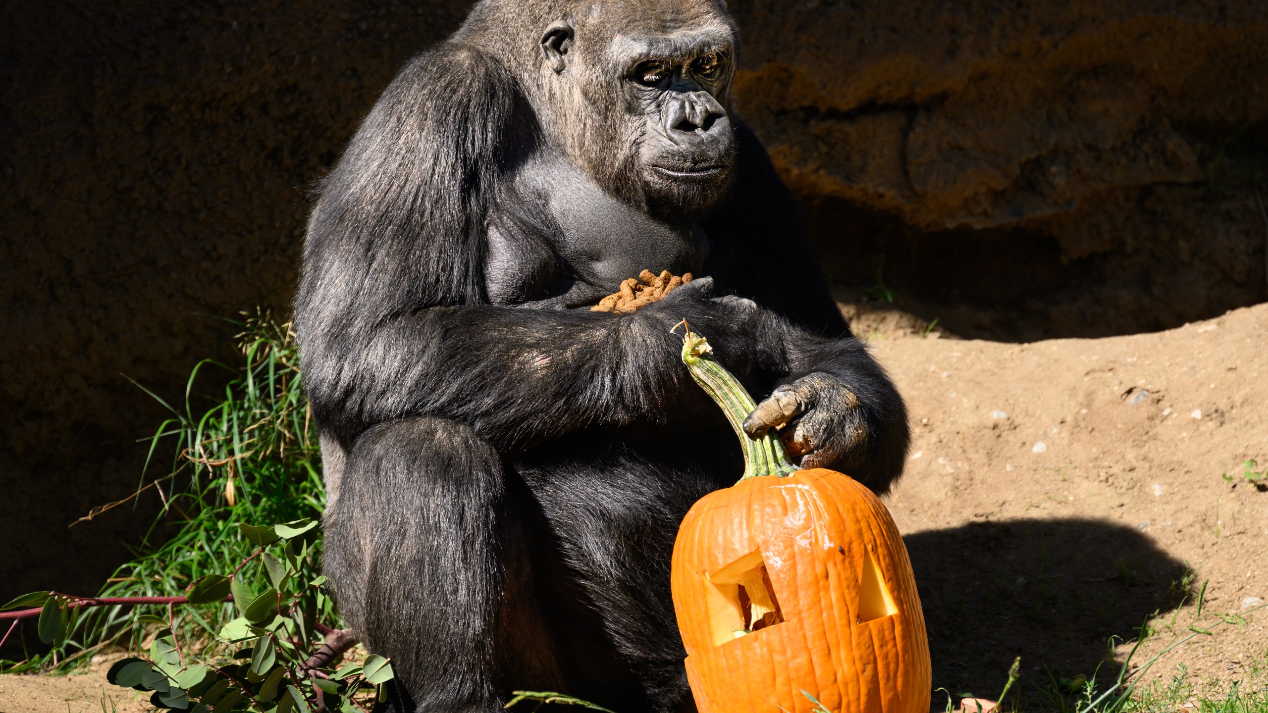 Western lowland gorilla with pumpkin enrichment. (Jamie Pham/L.A. Zoo)