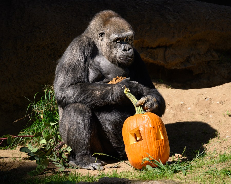 Western lowland gorilla with pumpkin enrichment. (Jamie Pham/L.A. Zoo)
