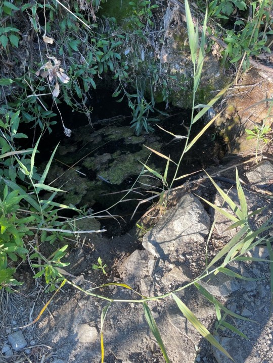 Illegal cannabis grow site 