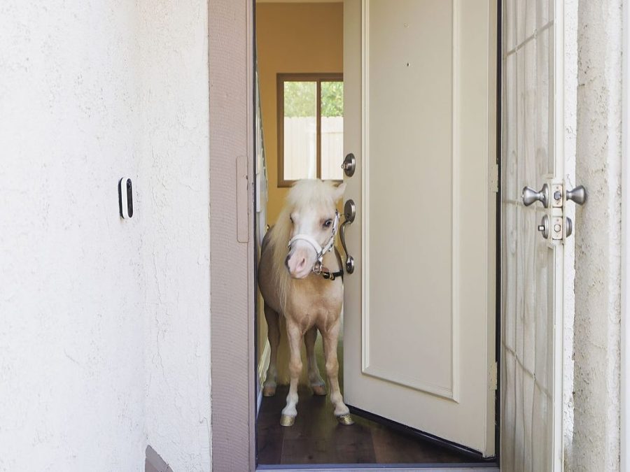 Lemon the miniature therapy horse explores an empty townhome in a viral real estate listing from August 2025. (Lauren Purves)