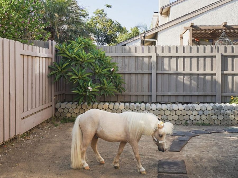 Lemon the miniature therapy horse explores an empty townhome in a viral real estate listing from August 2025. (Lauren Purves)