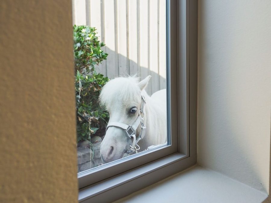 Lemon the miniature therapy horse explores an empty townhome in a viral real estate listing from August 2025. (Lauren Purves)