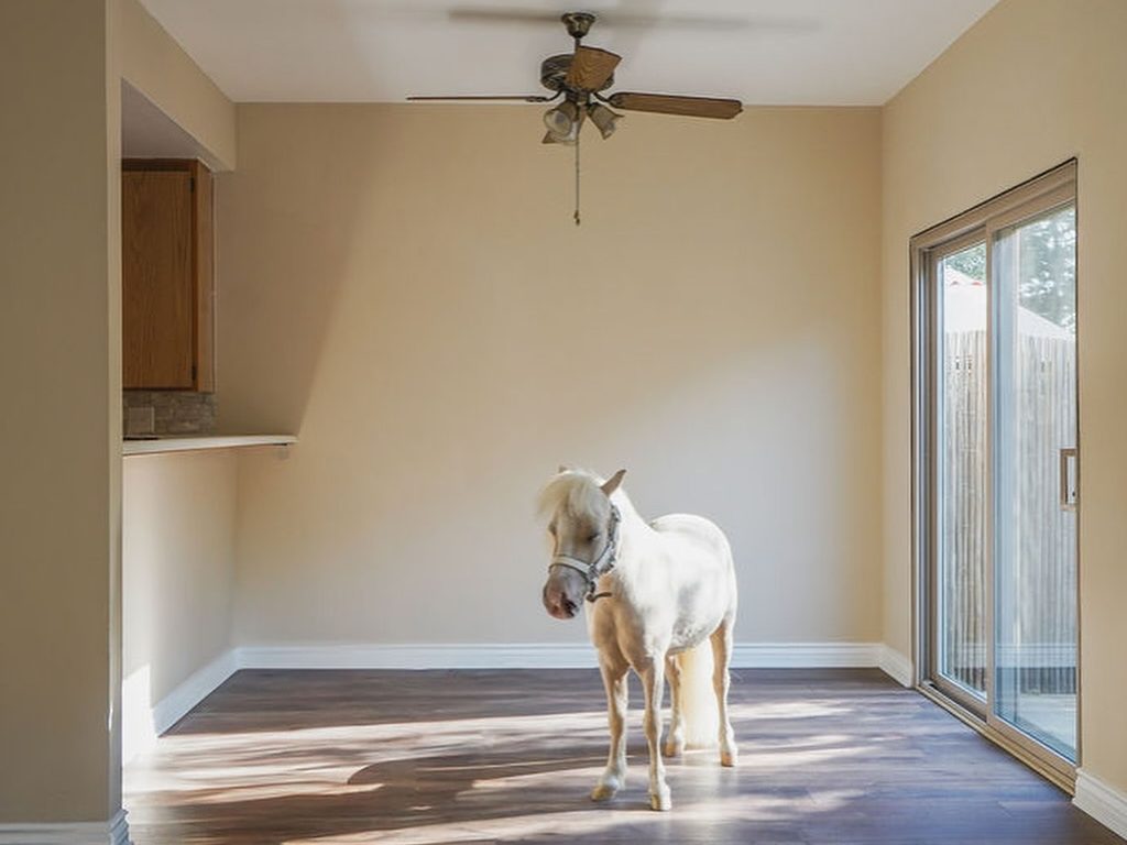 Lemon the miniature therapy horse explores an empty townhome in a viral real estate listing from August 2025. (Lauren Purves)