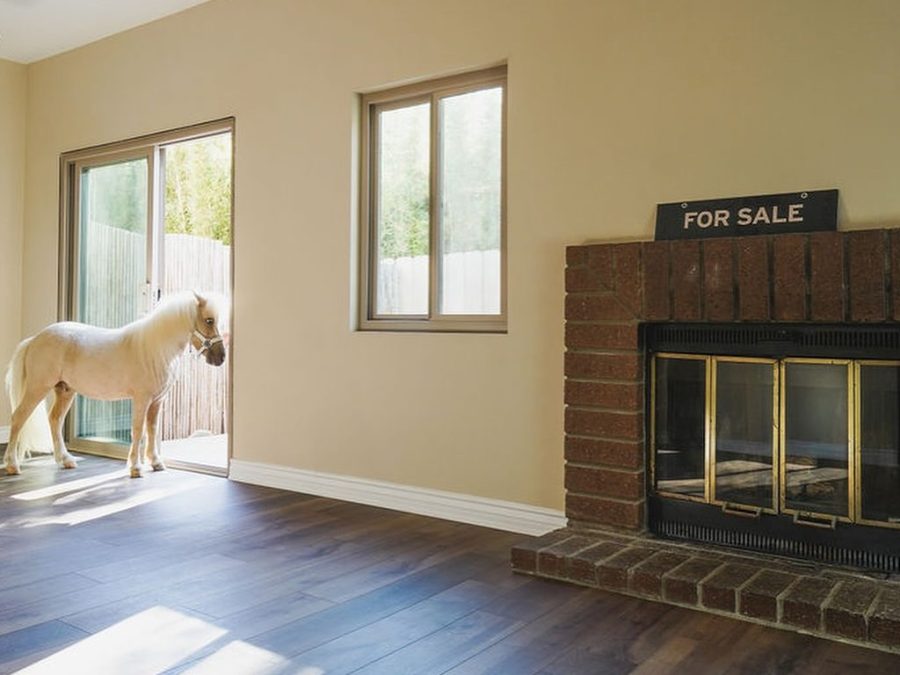 Lemon the miniature therapy horse explores an empty townhome in a viral real estate listing from August 2025. (Lauren Purves)
