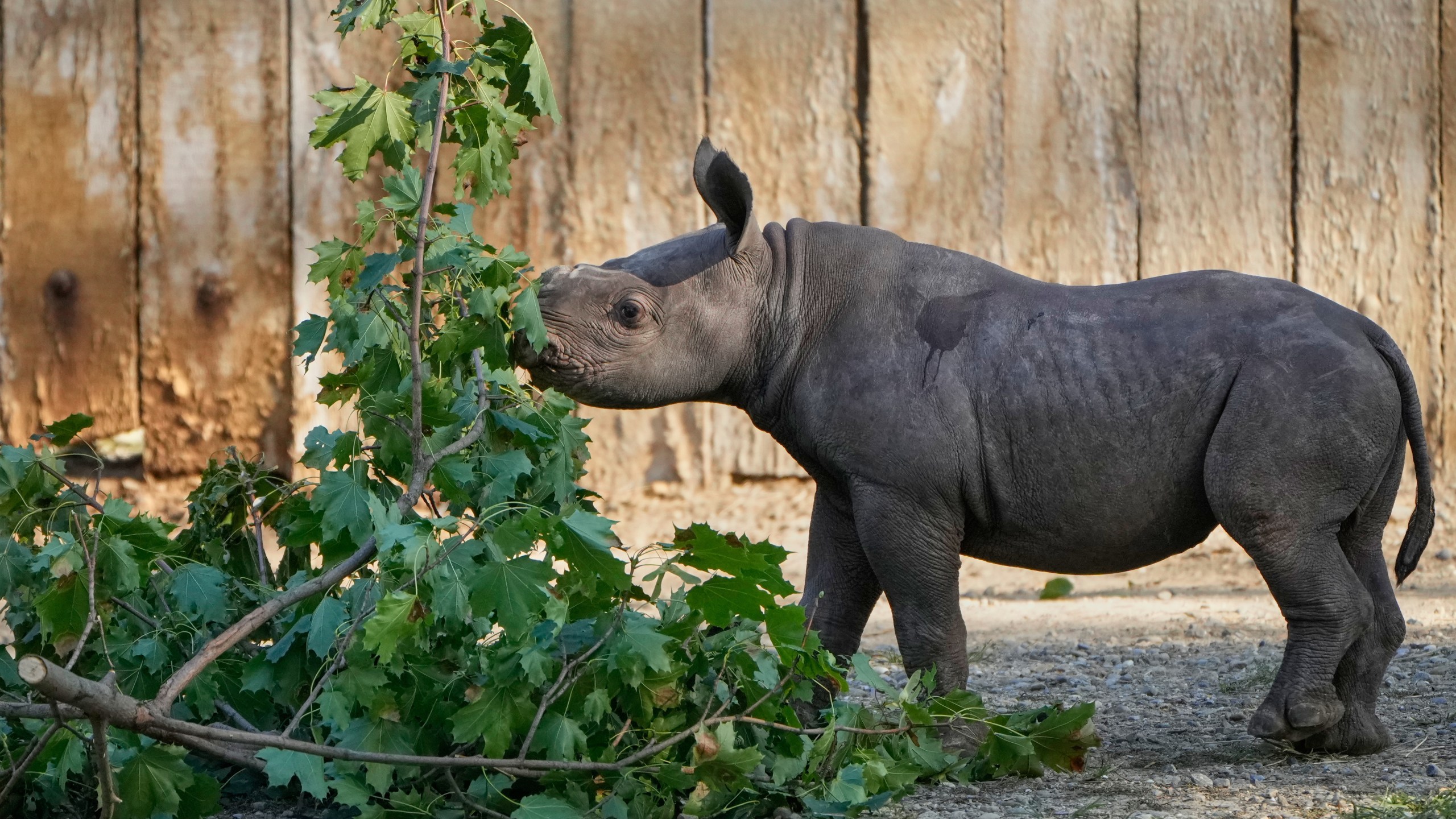 A male Eastern Black Rhino calf born Sept. 13, 2025, explores his surroundings Friday, Oct. 10, 2025 as he makes his public debut at the Cleveland Metroparks Zoo in Cleveland, Ohio. (AP Photo/Sue Ogrocki)
