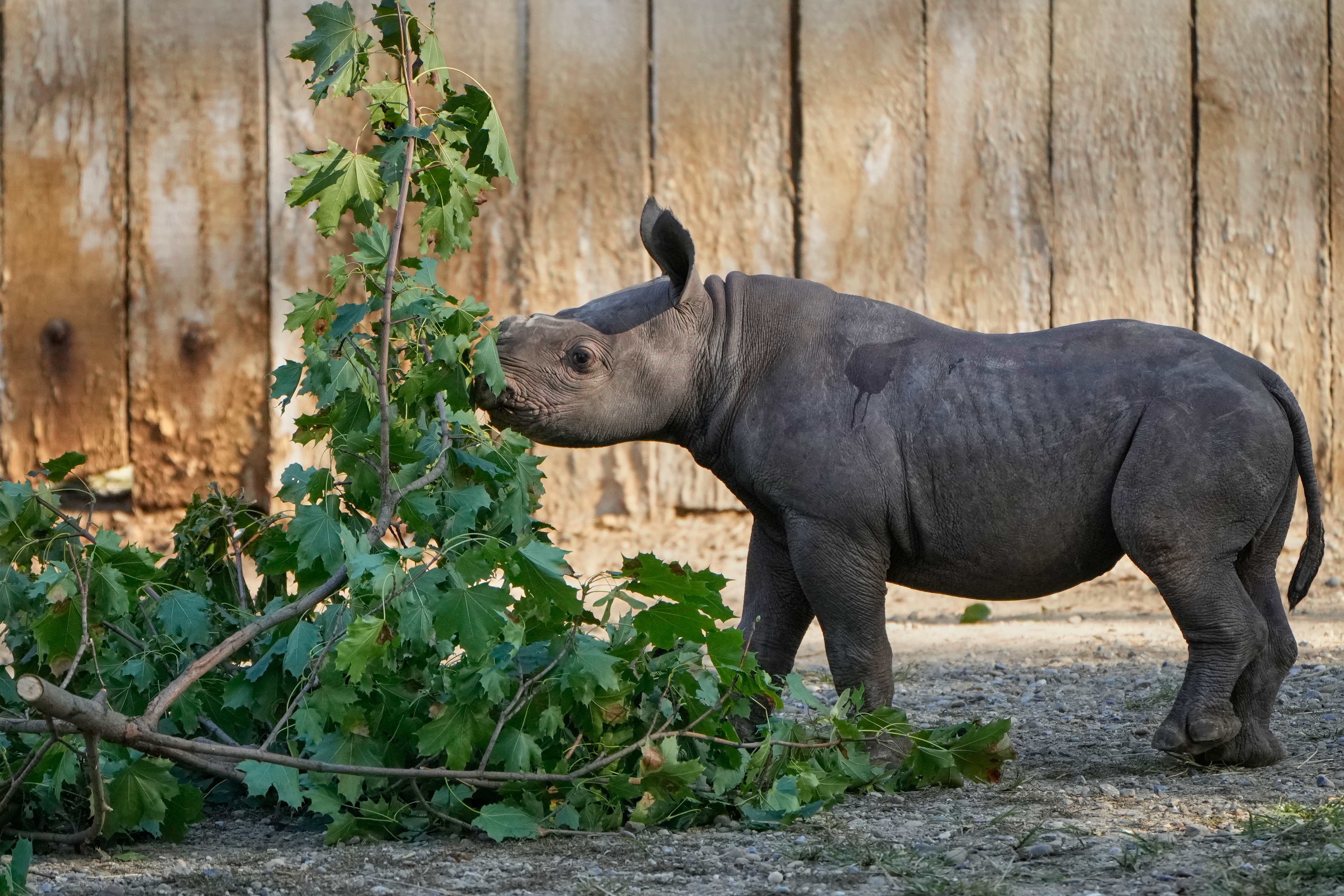 A male Eastern Black Rhino calf born Sept. 13, 2025, explores his surroundings Friday, Oct. 10, 2025 as he makes his public debut at the Cleveland Metroparks Zoo in Cleveland, Ohio. (AP Photo/Sue Ogrocki)