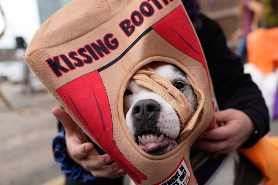 Makenzie Smith-Emrich puts on a costume for her dog Sadie during an event for dog trick-or-treating, Friday, Oct. 17, 2025, in Lansing, Mich. (AP Photo/Ryan Sun)