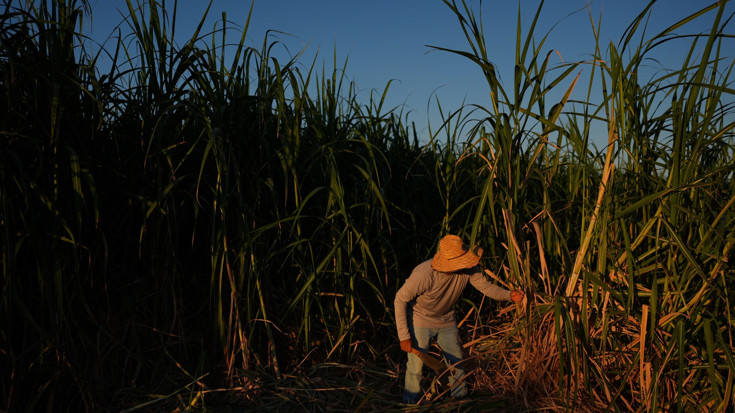 Farmworker Raul Cruz chops sugarcane in Niland, Calif., Thursday, Sept. 11, 2025. (AP Photo/Jae C. Hong)