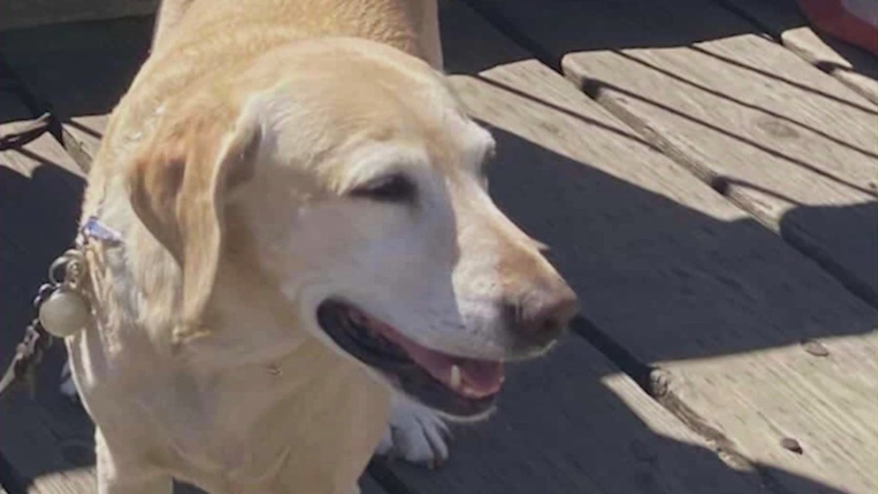 Sunny is a 7-year-old yellow Labrador. (Norman Feigenbaum)