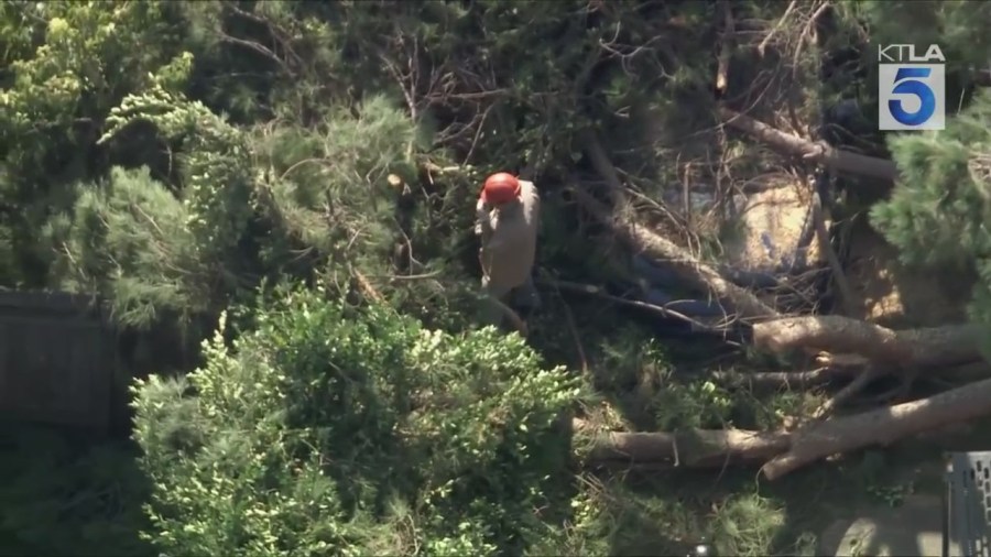 Pasadena tree down