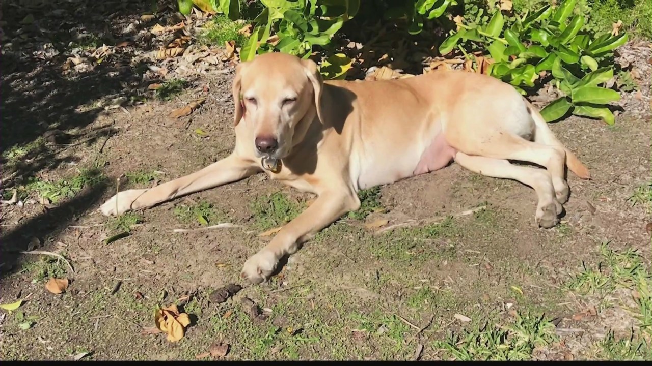Sunny is a 7-year-old yellow Labrador. (Norman Feigenbaum)