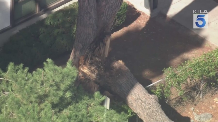 Pasadena tree down