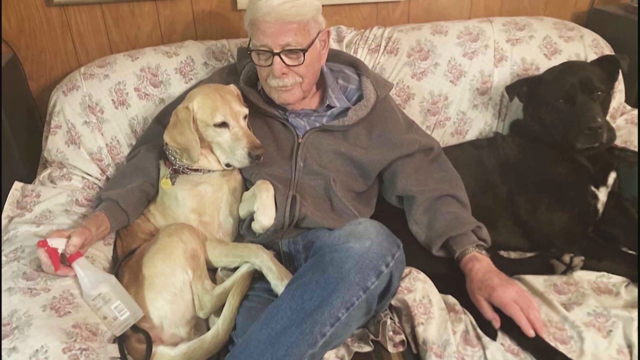 Norman Feigenbaum, 93, is seen with his yellow Labrador, Sunny (on left) and another dog. (Norman Feigenbaum)