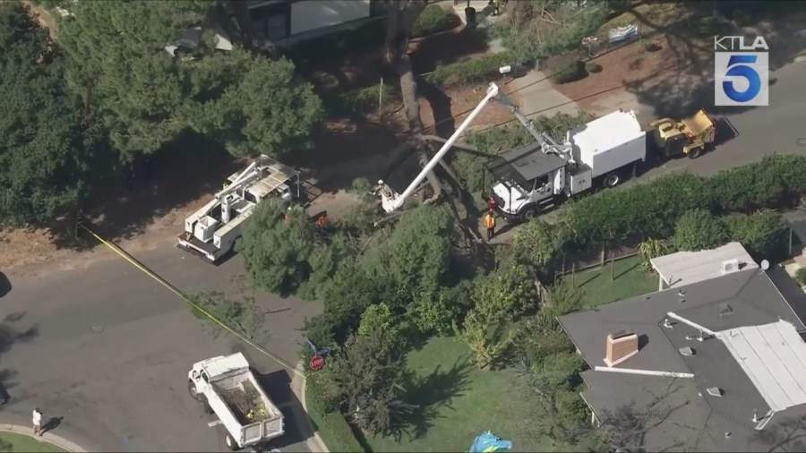Pasadena tree down